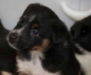 Australian Shepherd-Newfoundland Mix Puppy for sale in SHEBOYGAN FALLS, WI, USA