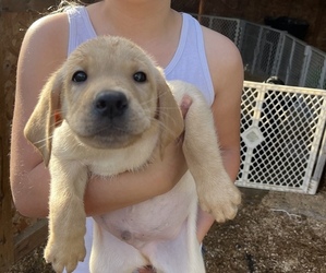 Labrador Retriever Puppy for sale in BRIAROAKS, TX, USA