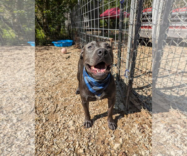 Medium Photo #7 American Staffordshire Terrier-Unknown Mix Puppy For Sale in Calhoun, GA, USA
