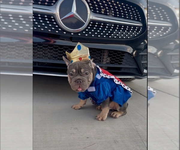 Medium Photo #5 French Bulldog Puppy For Sale in TUCSON, AZ, USA