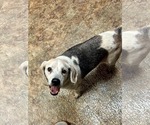 Small #1 Beagle