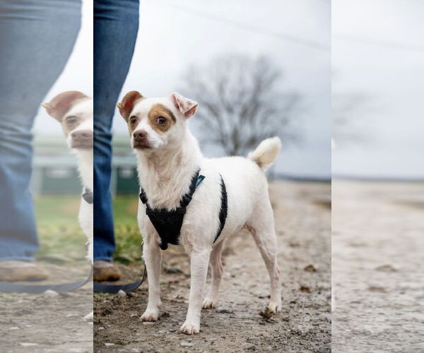 Medium Photo #2 Rat-Cha Puppy For Sale in Sistersville, WV, USA