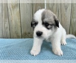 Puppy Bruno Great Pyrenees