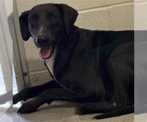 Labrador Retriever-Unknown Mix Dogs for adoption in Rosenberg, TX, USA