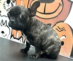 Small Photo #7 French Bulldog Puppy For Sale in DENVER, CO, USA