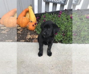 Bernese Mountain Dog-Labrador Retriever Mix Puppy for sale in SULLIVAN, IL, USA