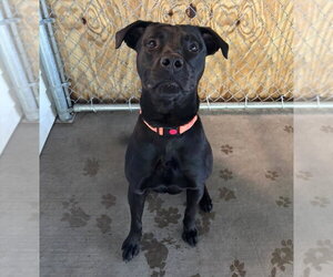 Berg - Male Labrador Retriever-Unknown Mix Dog for Adoption - Photo #3