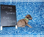 Small Photo #4 Great Dane Puppy For Sale in LAKE CITY, FL, USA