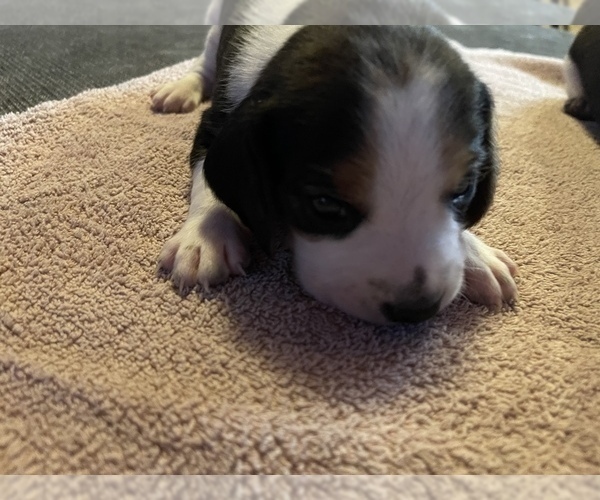 Medium Photo #5 Beagle Puppy For Sale in LAFAYETTE, IN, USA