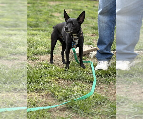 Medium Photo #2 Chihuahua-Unknown Mix Puppy For Sale in Brewster, NY, USA