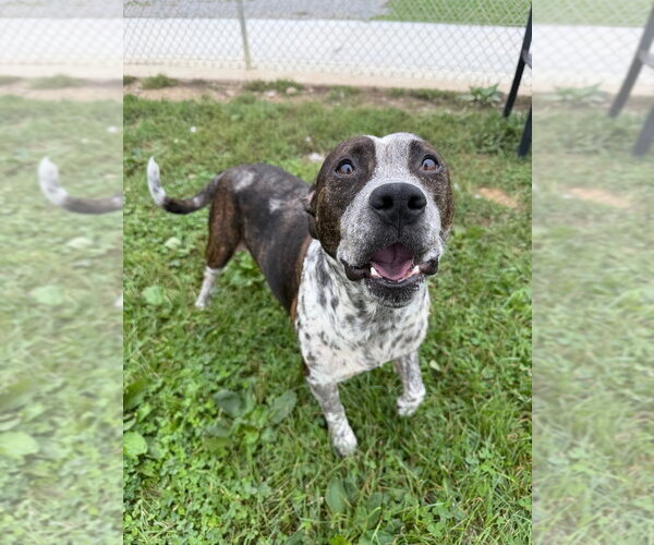 Medium Photo #3 American Staffordshire Terrier Puppy For Sale in Pierceton , IN, USA