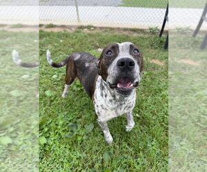 Oreo - Female American Staffordshire Terrier Dog for Adoption - Photo #3