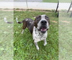 Small Photo #3 American Staffordshire Terrier Puppy For Sale in Pierceton , IN, USA