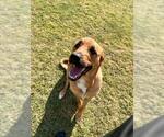 BABY RUTH - Female Great Pyrenees-Rottweiler Mix Dog for Adoption - Small photo