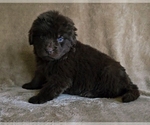 Small Photo #7 Newfoundland Puppy For Sale in CAMBRIDGE, NE, USA