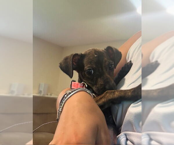 Medium Photo #9 Mutt Puppy For Sale in Brewster, NY, USA