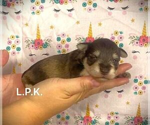 Schnauzer (Miniature) Puppy for sale in WINNSBORO, LA, USA