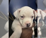 Small #1 American Mastiff-American Pit Bull Terrier Mix