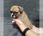 Small #5 French Bulldog