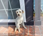 Small #1 Maltese-Poodle (Standard) Mix