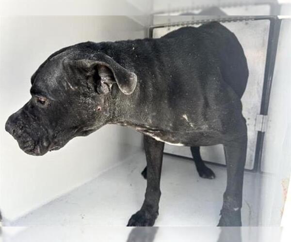 Medium Photo #1 Labrador Retriever-Unknown Mix Puppy For Sale in Houston, TX, USA