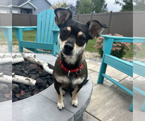 Miniature Pinscher-Unknown Mix Dogs for adoption in Fargo, ND, USA