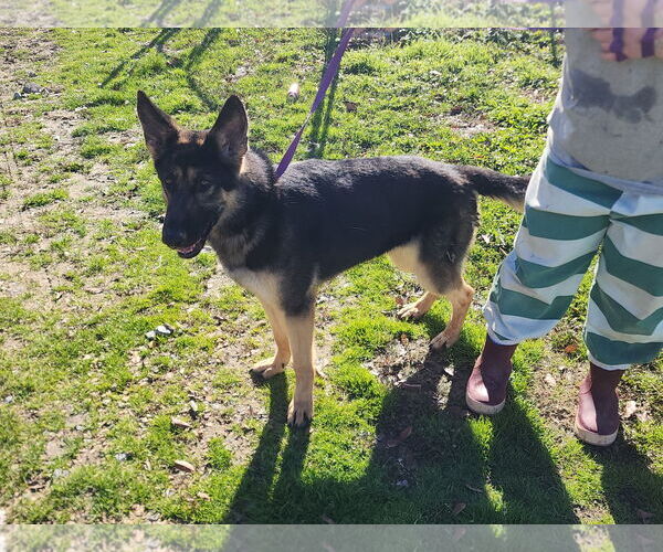 Medium Photo #1 German Shepherd Dog Puppy For Sale in Jackson, MS, USA
