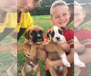 Boxer Puppy for sale in CARROLLTON, GA, USA