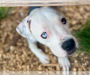American Pit Bull Terrier-Unknown Mix Dogs for adoption in Santa Cruz, CA, USA