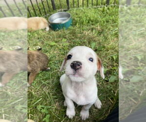 Mutt Dogs for adoption in Aurora, IN, USA