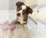 Small Photo #2 Miniature Australian Shepherd Puppy For Sale in DENHAM SPRINGS, LA, USA
