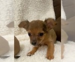 Small Photo #4 Chihuahua Puppy For Sale in AURORA, CO, USA