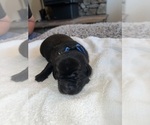 Small Photo #10 Labrador Retriever Puppy For Sale in REDDING, CA, USA