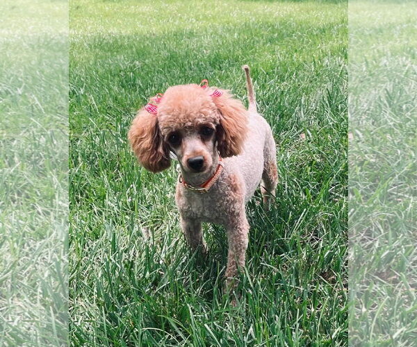 Medium Photo #1 Poodle (Toy)-Unknown Mix Puppy For Sale in Germantown, OH, USA