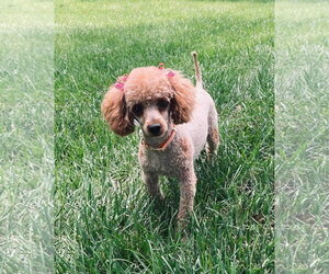 Poodle (Toy)-Unknown Mix Dogs for adoption in Germantown, OH, USA