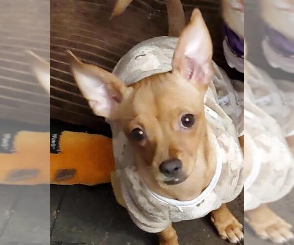 Medium Photo #2 Chihuahua Puppy For Sale in San Antonio, TX, USA