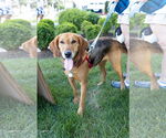 Small #1 Mutt
