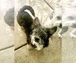 Small #13 Shih Tzu Mix