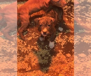 American Pit Bull Terrier Puppy for sale in SCOTTSVILLE, VA, USA