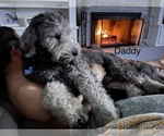 Small #2 F2 Aussiedoodle-Goldendoodle Mix