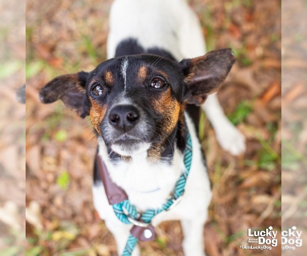 Medium Photo #2 Jack Russell Terrier-Unknown Mix Puppy For Sale in Washington, DC, USA