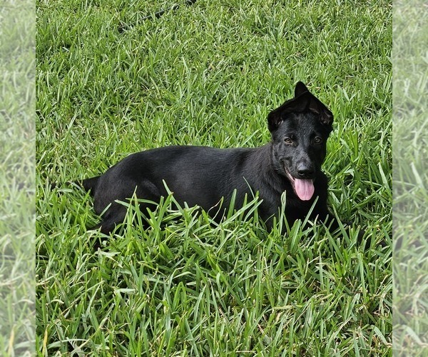 Medium Photo #3 German Shepherd Dog Puppy For Sale in NAVASOTA, TX, USA