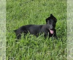 Small #2 German Shepherd Dog