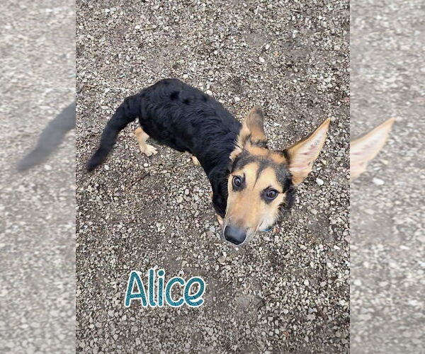 Medium Photo #4 German Shepherd Dog Puppy For Sale in Port Clinton, OH, USA