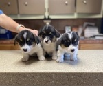 Small Pembroke Welsh Corgi