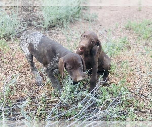Medium Photo #41 German Shorthaired Pointer Puppy For Sale in DENVER, CO, USA