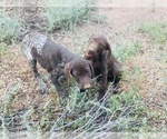 Small Photo #41 German Shorthaired Pointer Puppy For Sale in DENVER, CO, USA