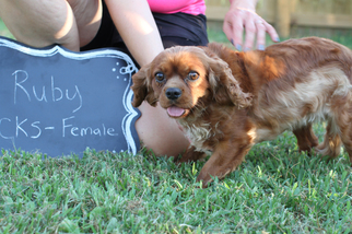 Mother of the Cavalier King Charles Spaniel puppies born on 08/20/2018