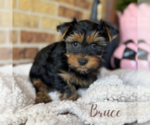 Small #5 Yorkshire Terrier