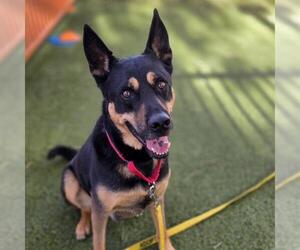 German Shepherd Dog-Unknown Mix Dogs for adoption in Las Vegas, NV, USA